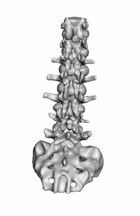 Adult Normal Lumbar Spine