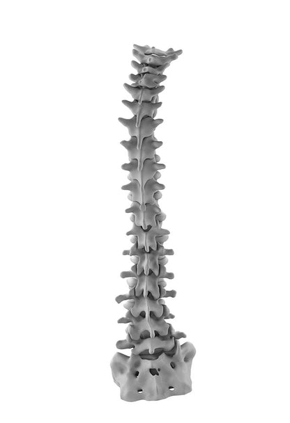 Adult Degenerative Spine
