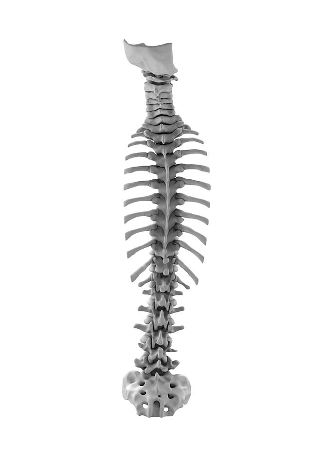 Adult Normal Occiput to Sacrum 1