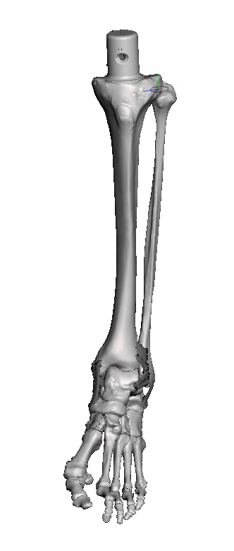 Ankle Base Model