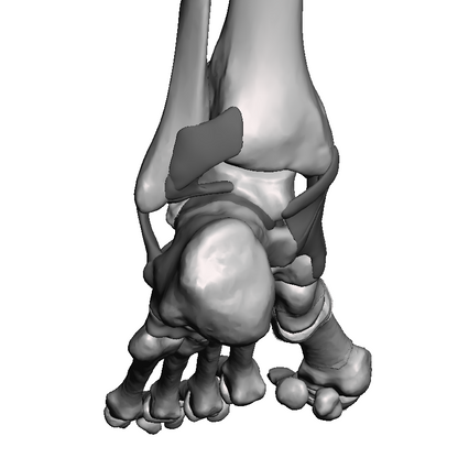 Ankle Base Model