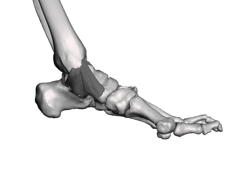 Ankle Base Model
