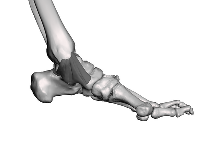 Ankle Base Model