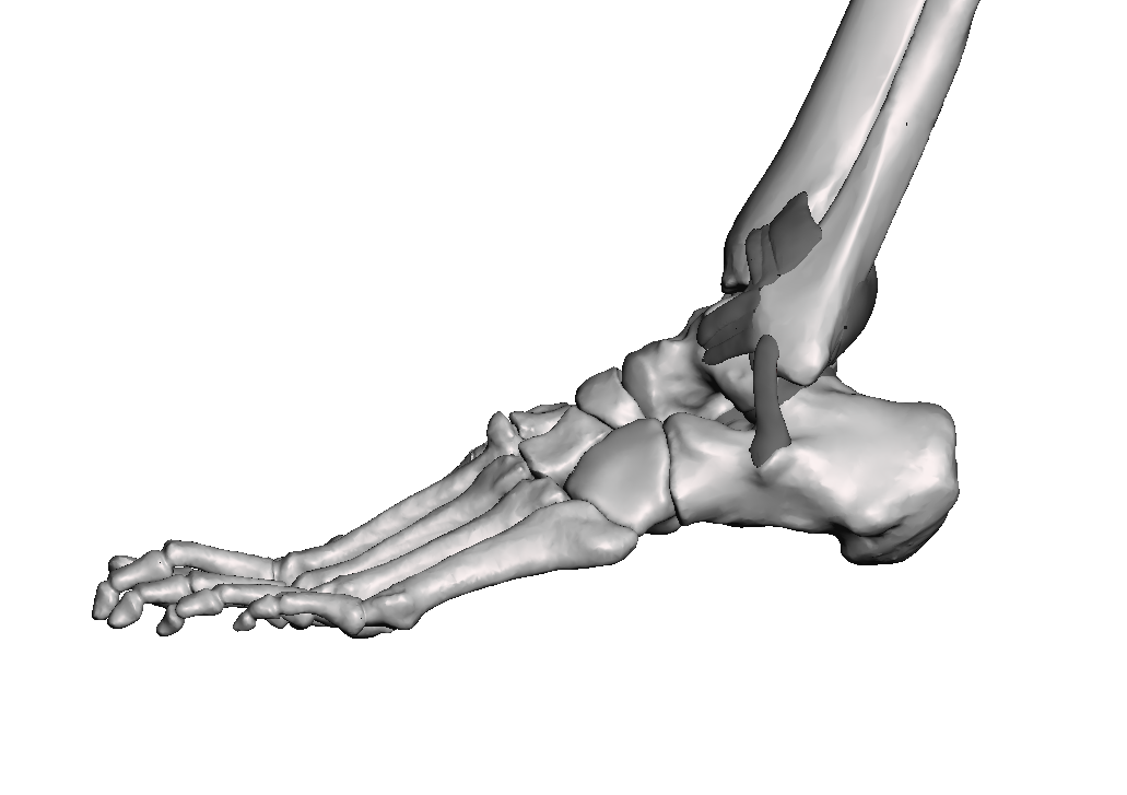 Ankle Base Model