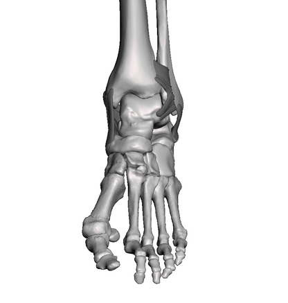 Ankle Base Model