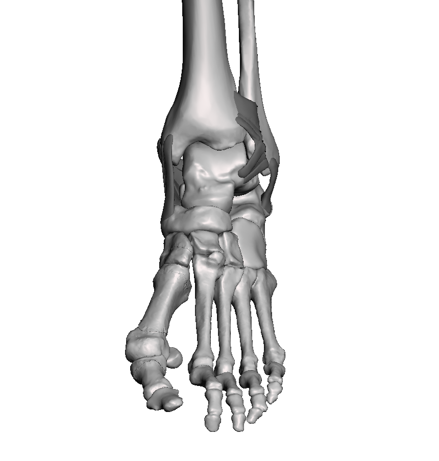 Ankle Base Model