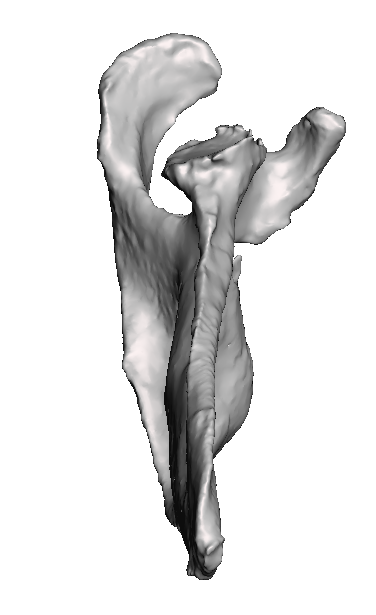 ROSA B2 Left Shoulder Base Model