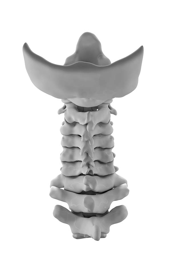 Normal Cervical Spine