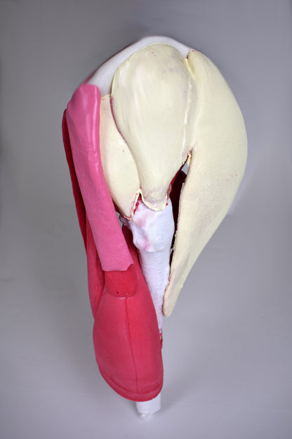 Comprehensive Hip – Uncasted