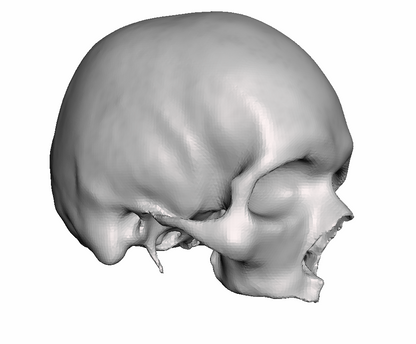 Full Hollow Skull