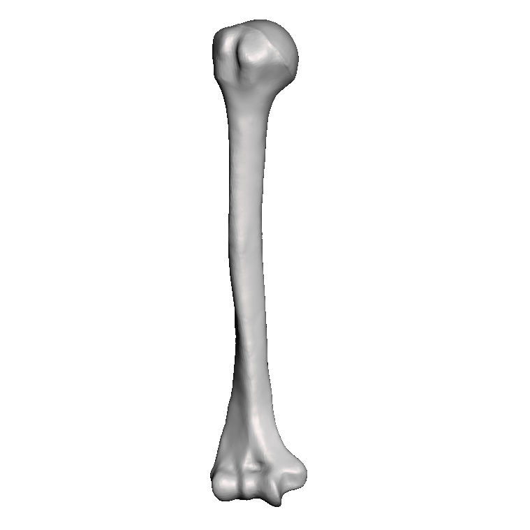 Humerus