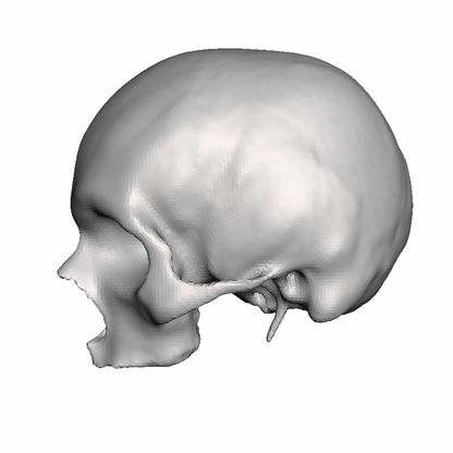 Left Hollow Skull