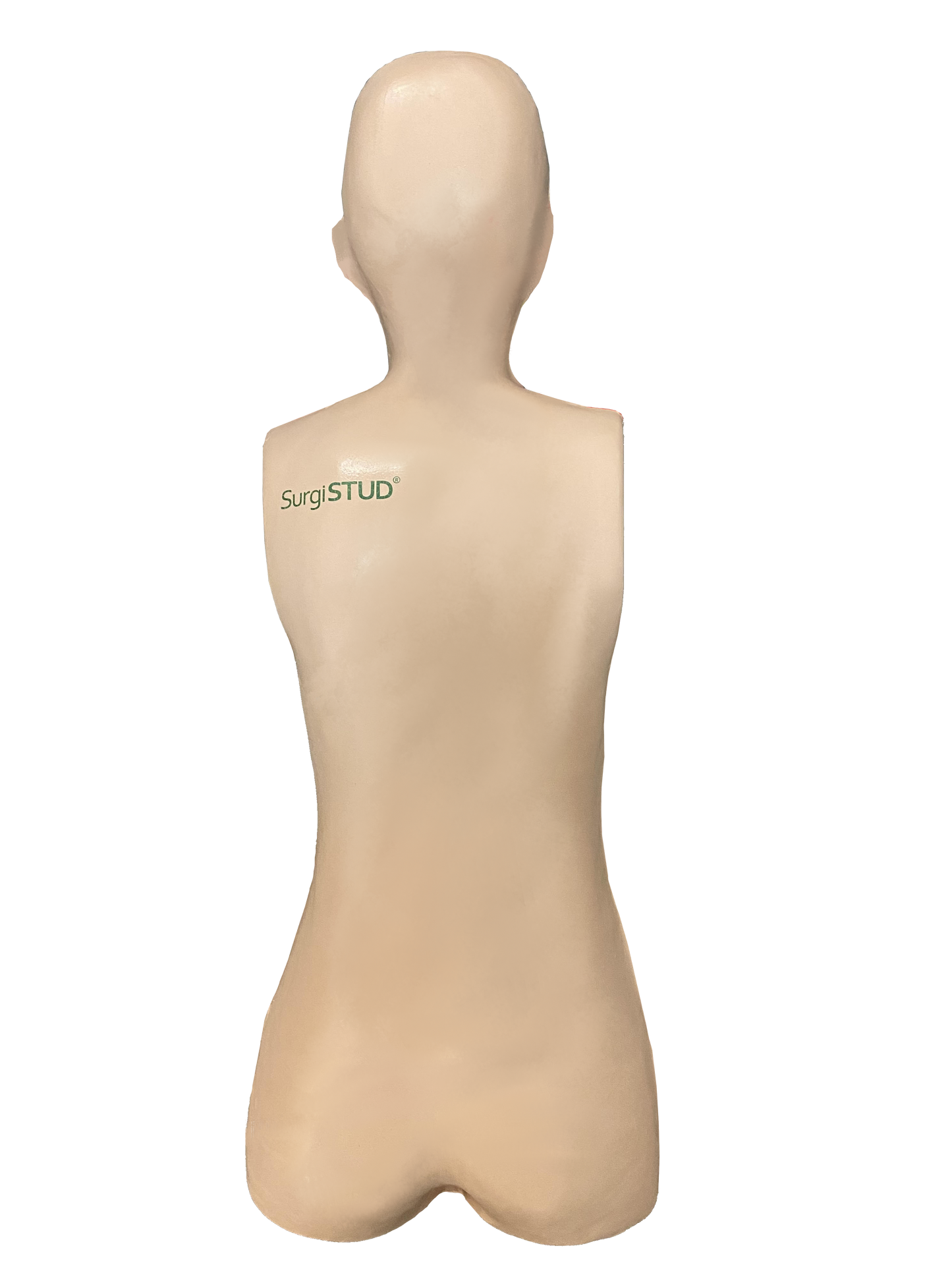 Adult Normal Anatomy Lateral Approach Bundle