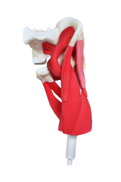 Comprehensive Hip – Uncasted