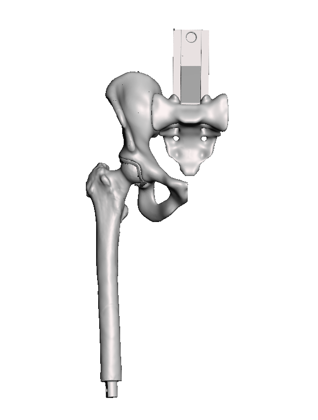 Normal Hip Base Model - Right