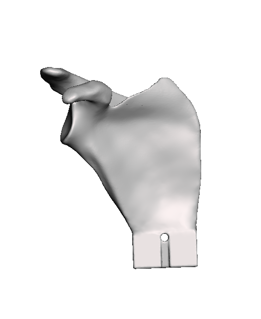 Scapula Bundle