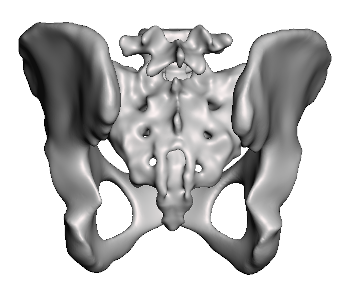 SI Joint Popular Scaled Anatomy