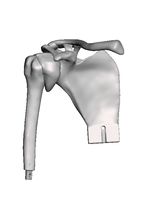 ROSA Normal Shoulder Base Model