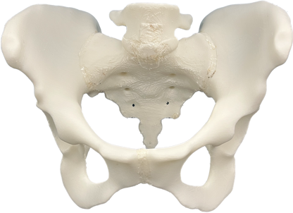 SI Joint Normal Anatomy