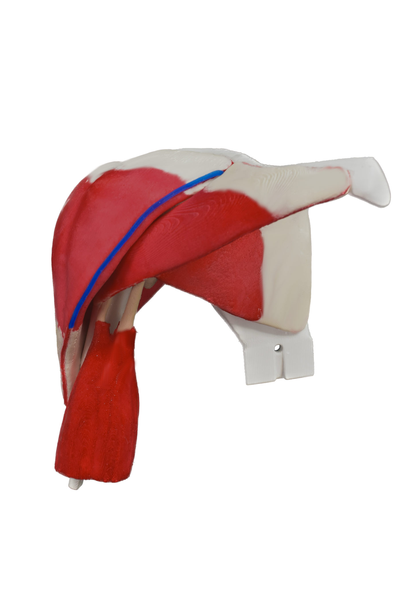 ROSA B2 Uncasted Comprehensive Shoulder