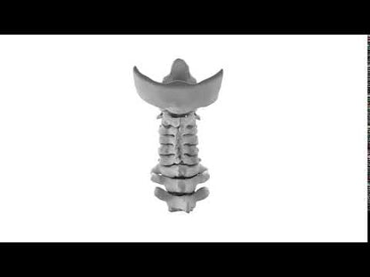 Normal Cervical Spine
