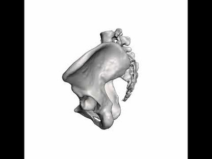 Sacral Fracture Bundle