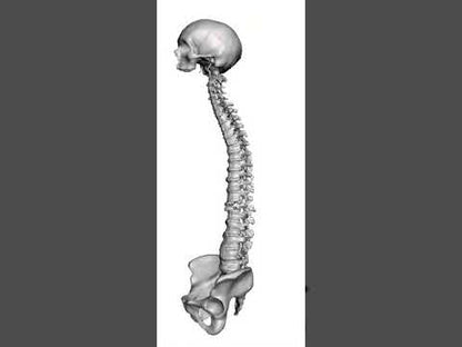 Occiput to Sacrum Trauma Spine