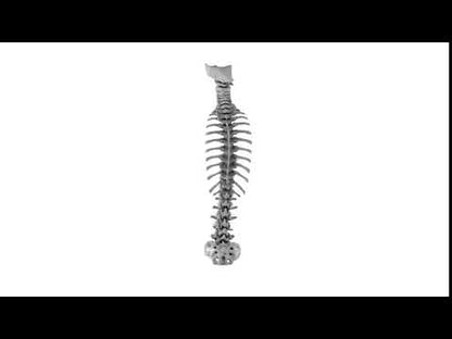 Adult Normal Occiput to Sacrum 1