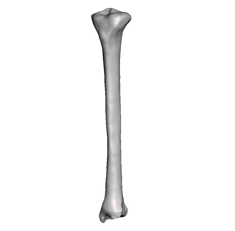 Tibia