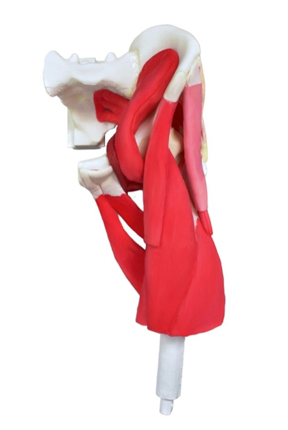 Zimmer Anterior Hip – Casted for Hip Insight Technology